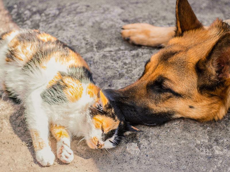 Les chats et les chiens peuvent aussi souffrir de la chaleur
