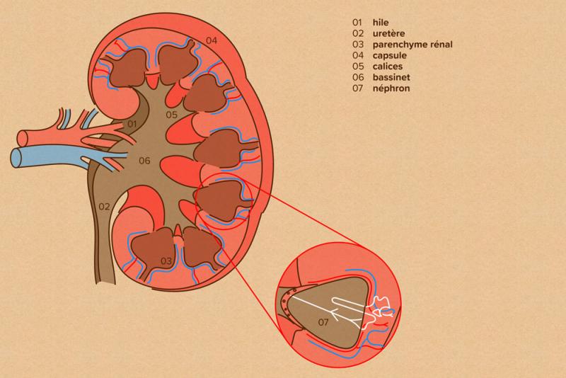 Représentation schématique du rein