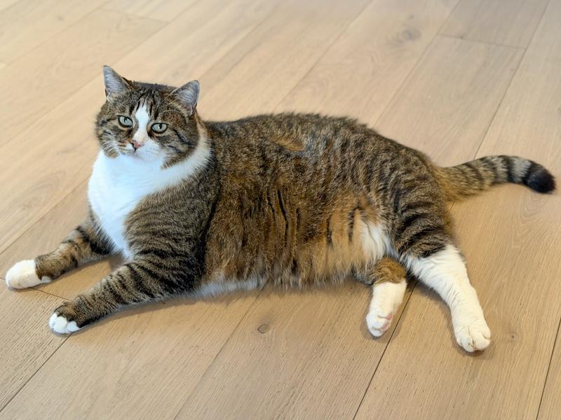 Übergewichtige Katze